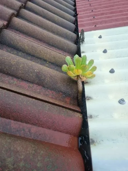 A plant growing out of a blocked gutter full of built-up debris