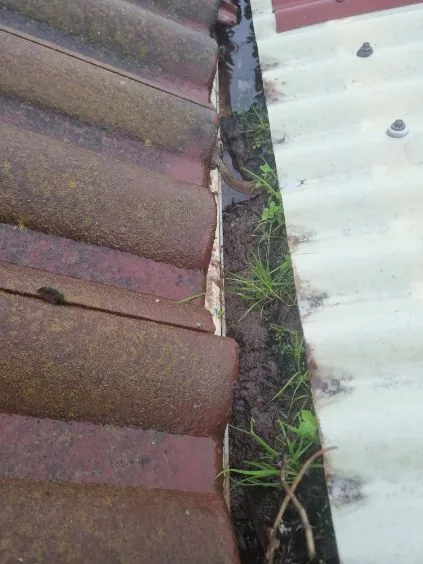 Weeds and grass taking root in a neglected, debris-filled gutter